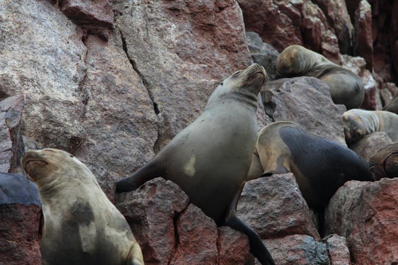 1206-Isole Ballestas,19 luglio 2013.JPG